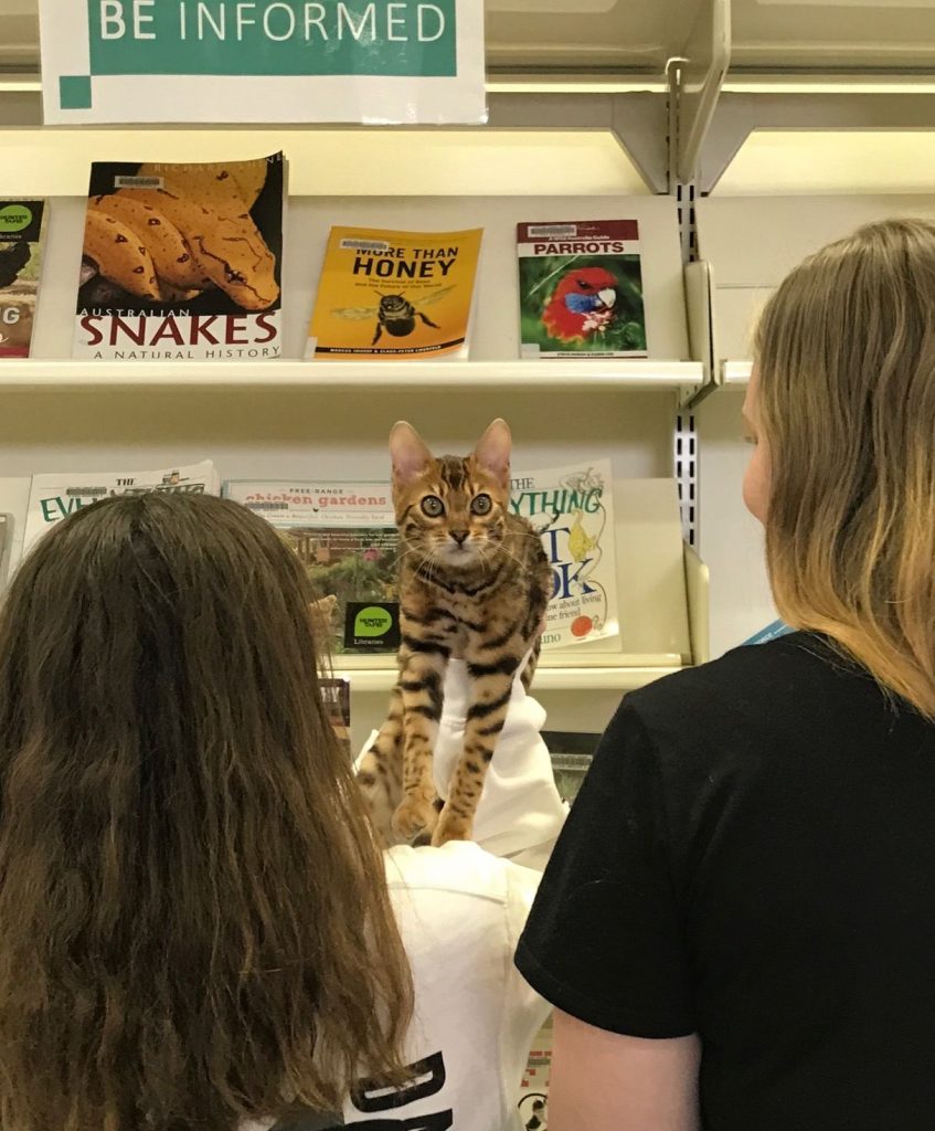 Tittens the kitten with students in the library