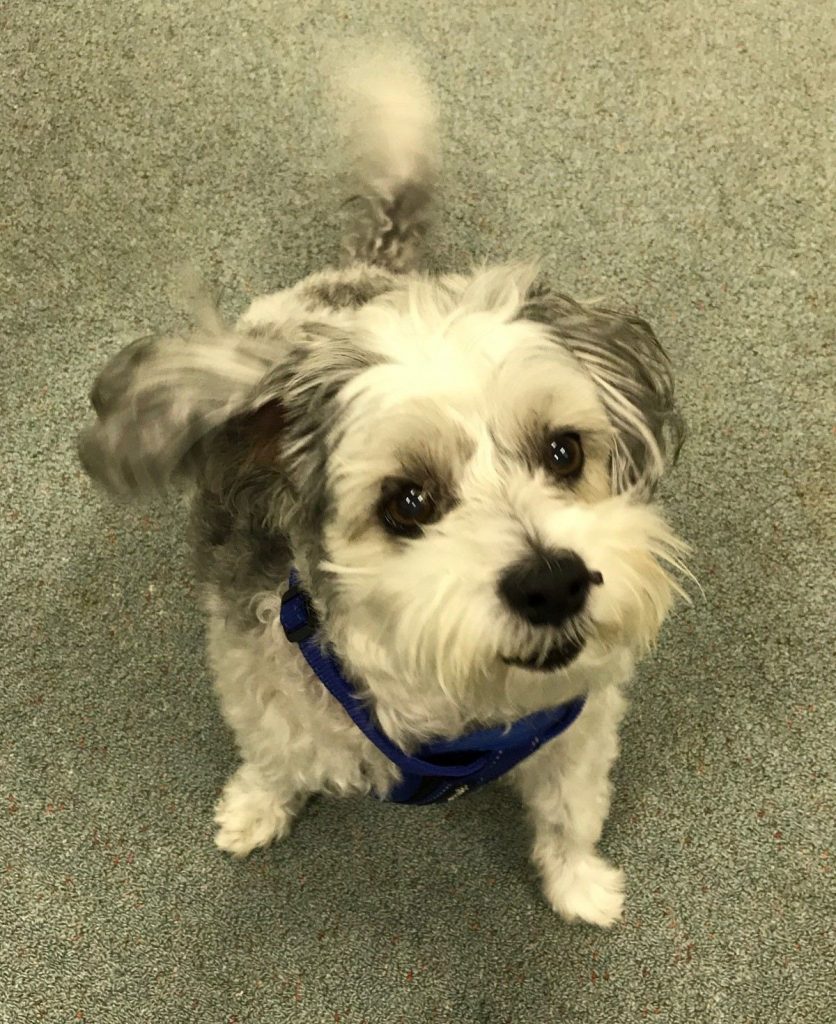 BANDIT the dog: a cross Bichon Frise x Shin Tzu.