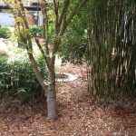 Kurri Library Garden