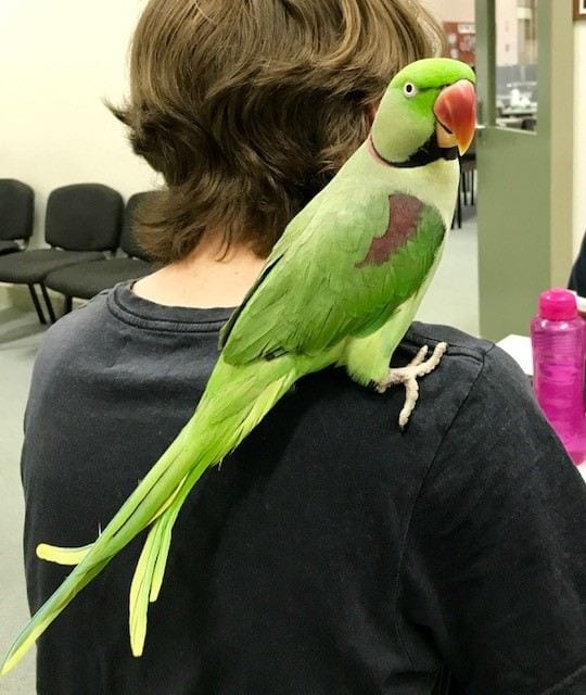 Clyde the parrot