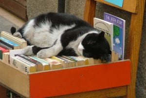 Holiday cat relaxing with a book. 